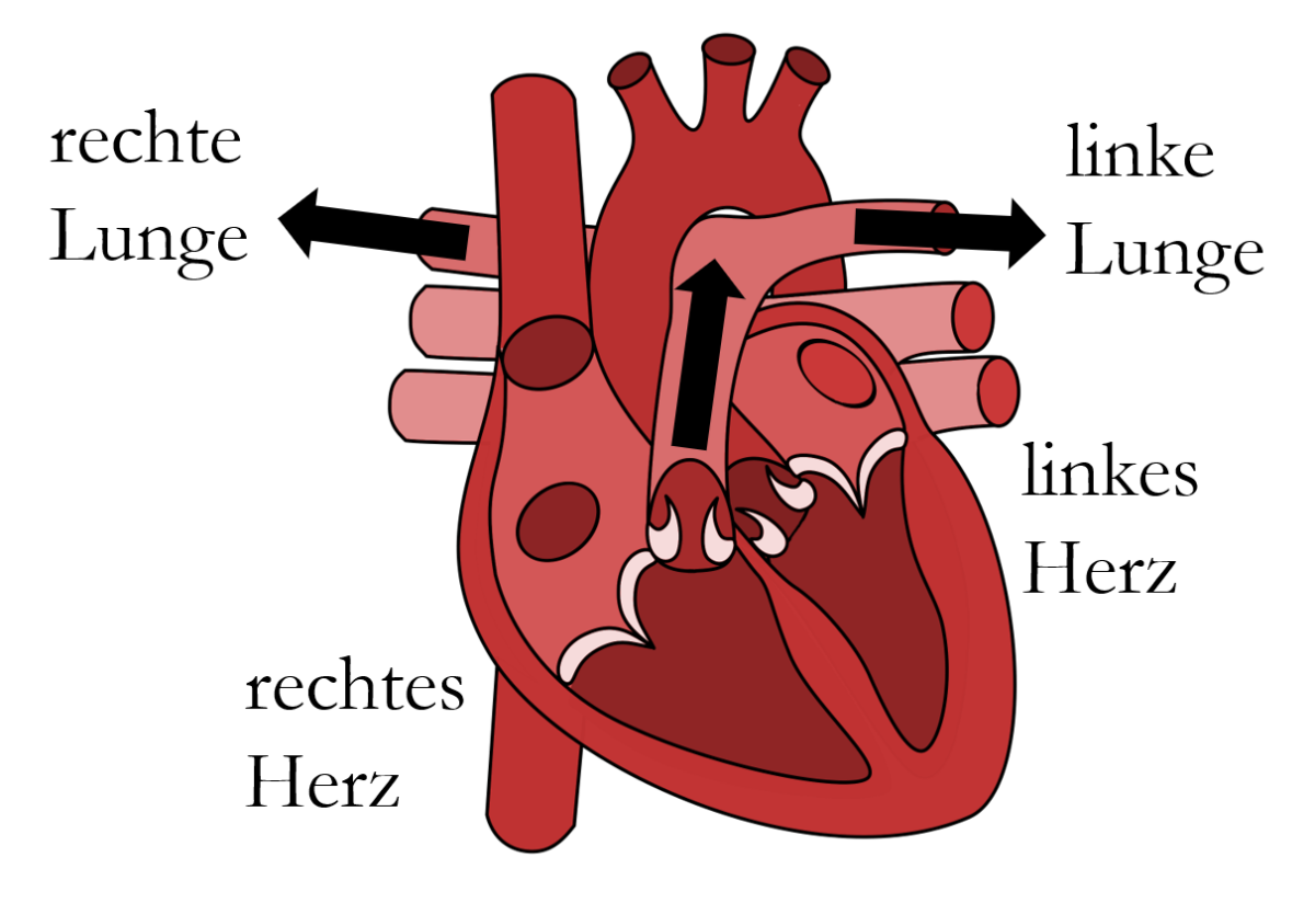 Wie Viel Blut Pumpt Das Herz Pro Minute sinasays.com